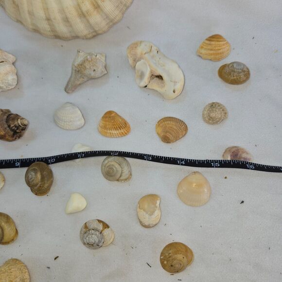 Seashell Lot 50 Mollusk Scallop Conch Clam Rock Snail 1" to 6" Crafts Collector - Picture 14 of 14